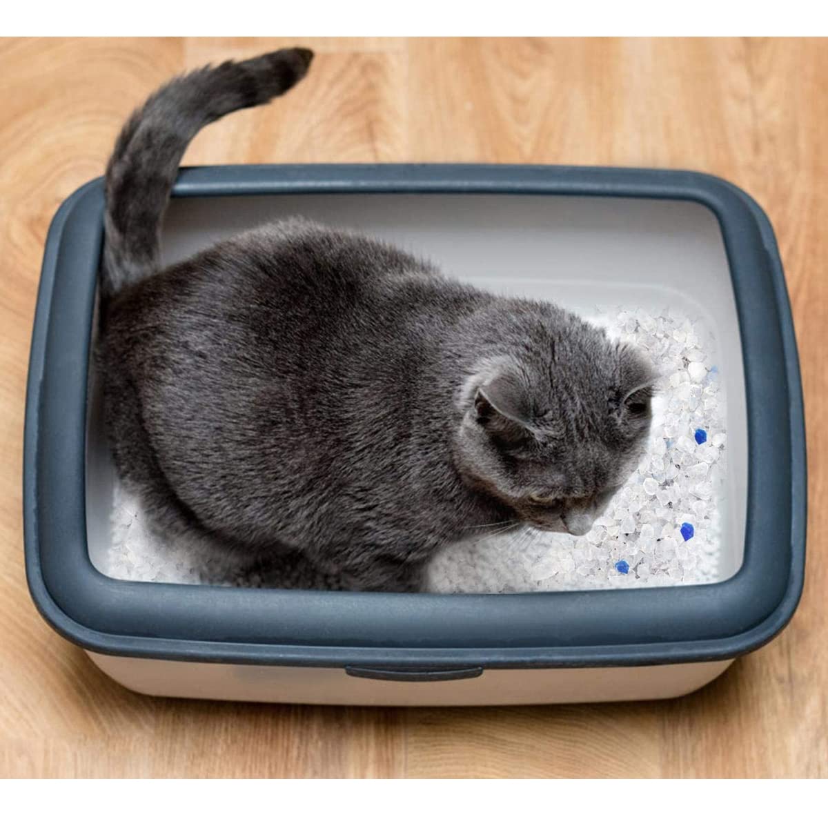 Paquete de 6 Arena ecológica para Gatos, Arena para Gatos Antiolor - 5 L -JUANIO-