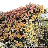 バラ苗 【サハラ’98】 (新苗) つるバラ 四季咲き 中輪 黄色系 タンタウ 国産苗 4号ポリ鉢