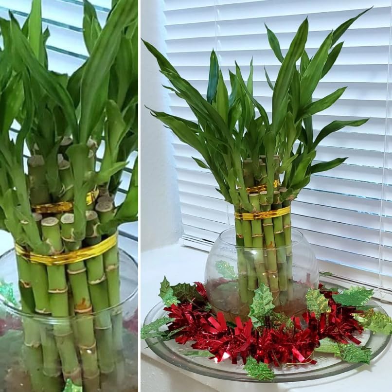 8 inches Lucky Bamboo 6 Healthy Plants, Gift, Feng Shui, Indoor Plan, Bring Good Luck to Your Home,...