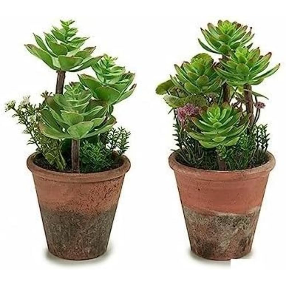 Plante décorative multicolore standard pour intérieur