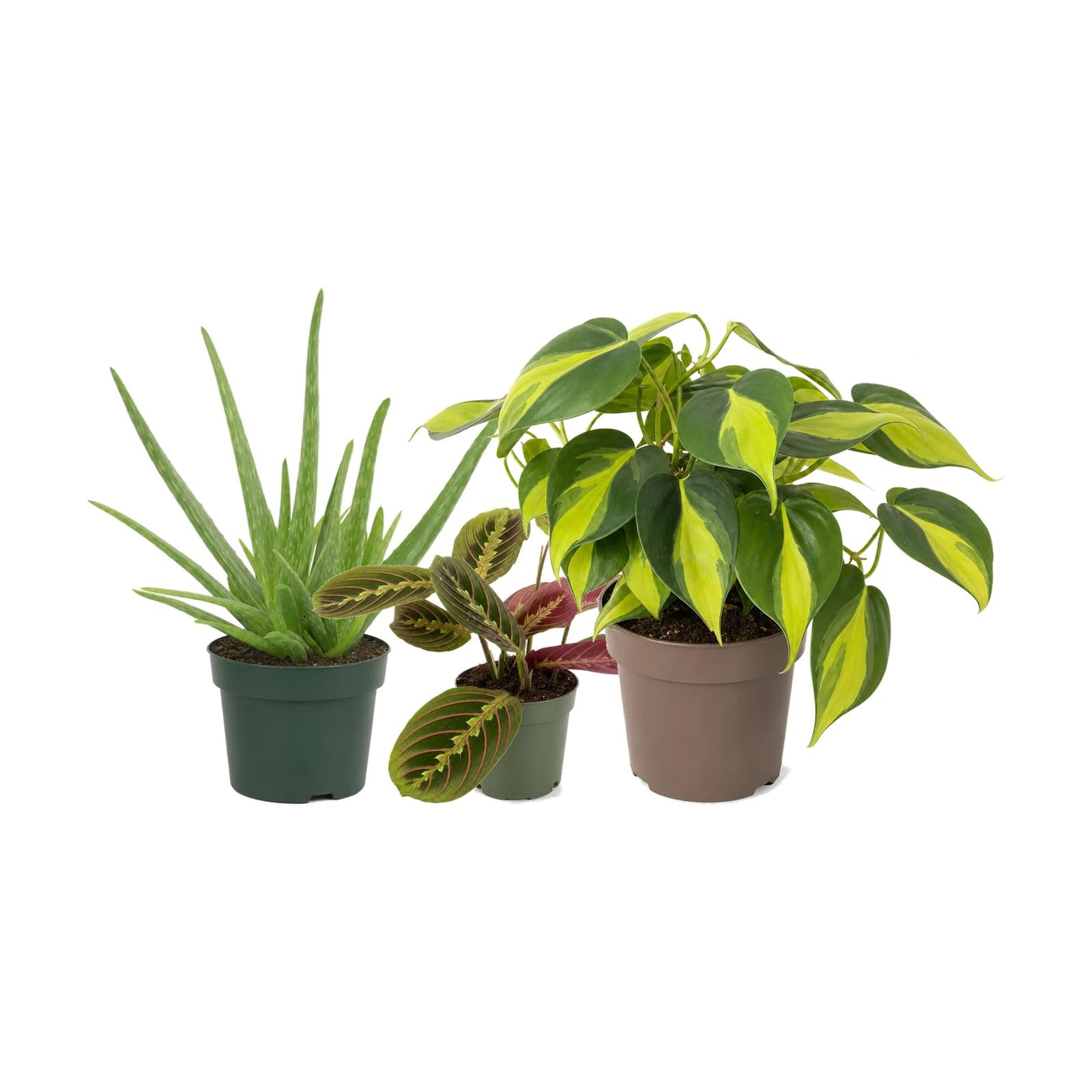 DECOALIVE Pack 3: Sábila, Maranta tricolor y Filodendro Brasil