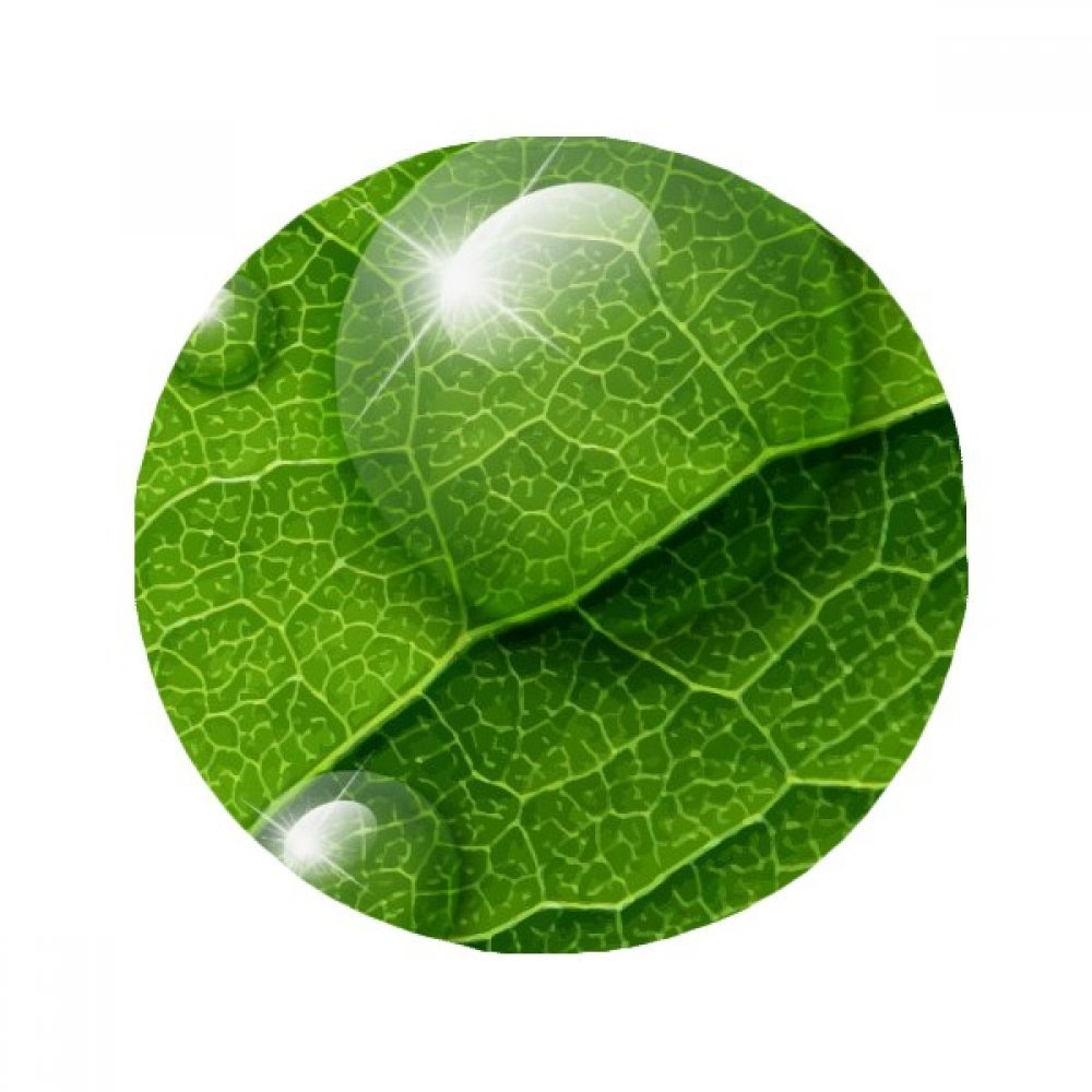 Tapis ronde design plante verte pour sublimer votre coin salon
