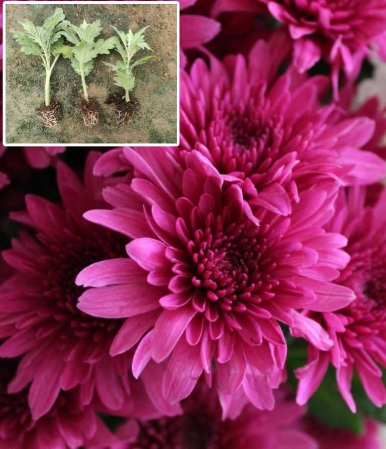🅼🆅🅺🆁 Live Chrysanthemum Plant I Guldavari Sevanthi Flower Plant I With Growbag (B0CYQZ8G1Y) Amazon Price History, Amazon Price Tracker