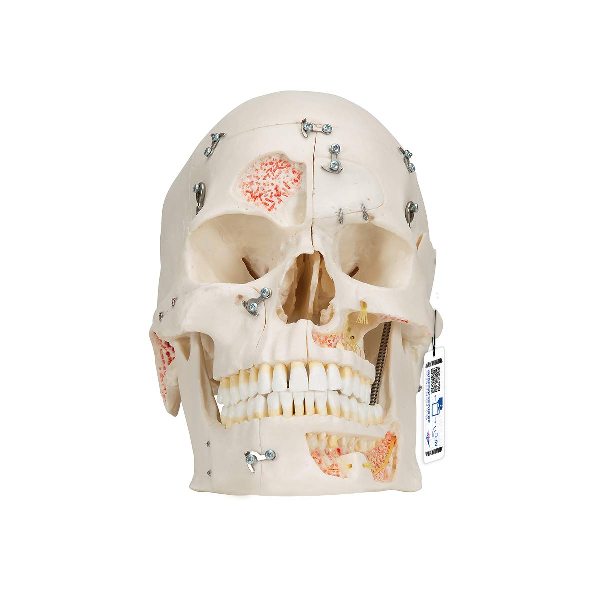 3B Scientific A27 Deluxe Demonstration Skull 10-part - 3B Smart Anatomy