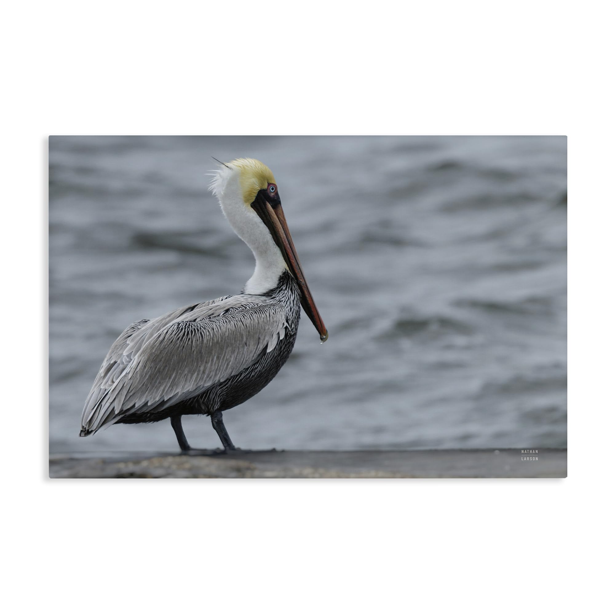Stupell Industries 'Pelican Watch Photography', Canvas Art, 36 x 24