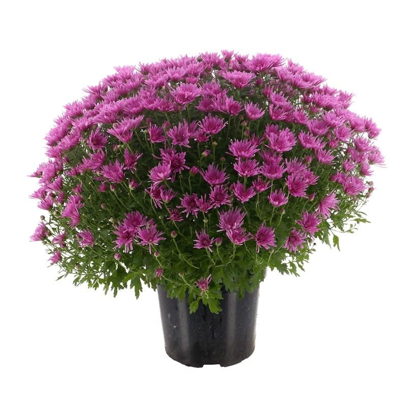 Chrysanthemum Pink - 4L Pot Bedding (Live Plants)