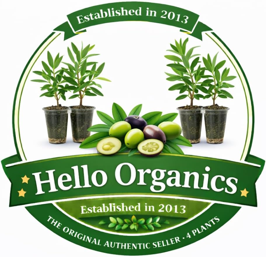 Olive Trees Arbequina (Black) Includes Four (4) Live Plants
