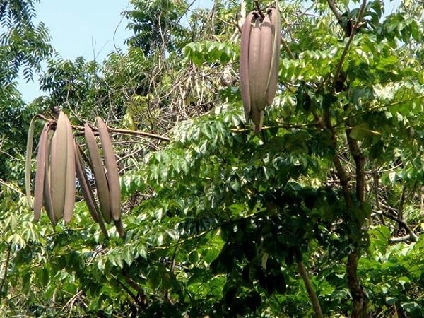 Nursery Live Rare Oroxylum Indicum, Indian trumpet tree,oroxylum, Indian trumpet flower,broken bones,Indian caper,scythe tree,tree of Damocles.Medicinal Plant (B0CQ5GFMDM) Amazon Price History, Amazon Price Tracker