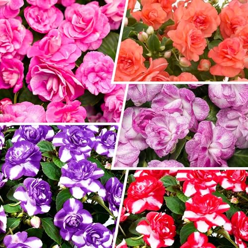 360+ Mixed Double Impatiens Flower Seeds for Planting - Non-GMO