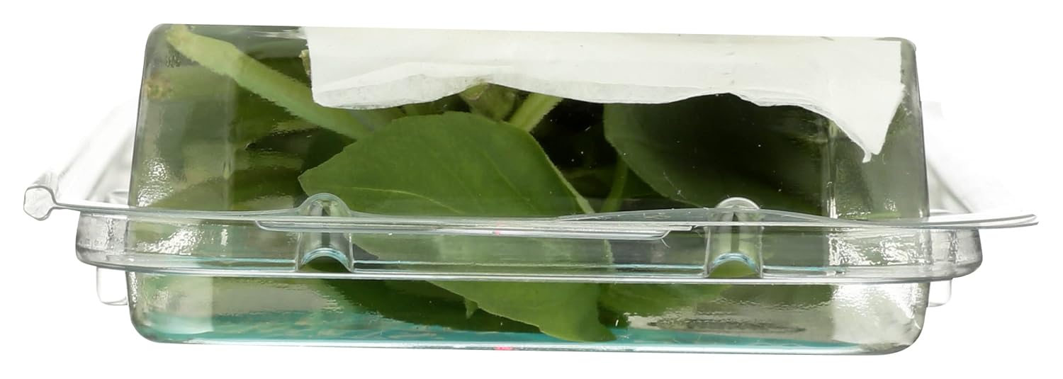 That's Tasty Organic Thai Basil, 0.5 OZ
