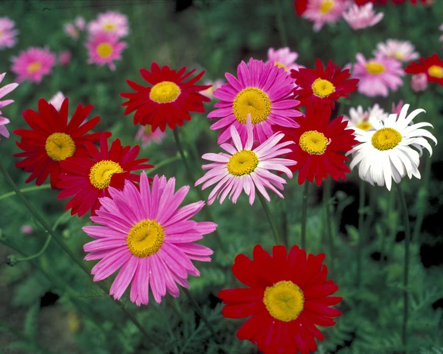 35+ Seeds- Mix Colour Pyrethrum Flower Seeds - Natural Insect Repellent - Grow Year Round - All India (B0C6HCB5ZZ) Amazon Price History, Amazon Price Tracker