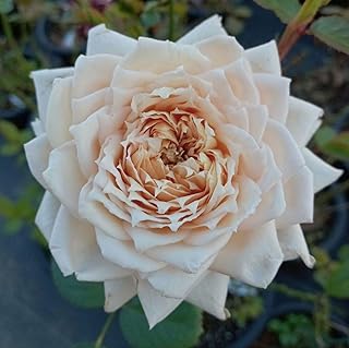 バラ苗切り花種 種 和バラ