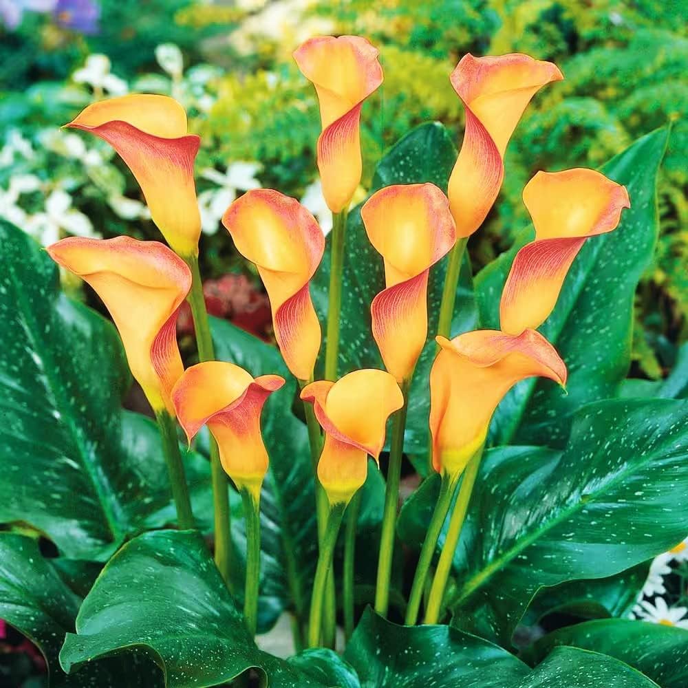 Amazon.com: Calla Lilies Aethiopica White Giant - 3 large bulbs - 15 ...