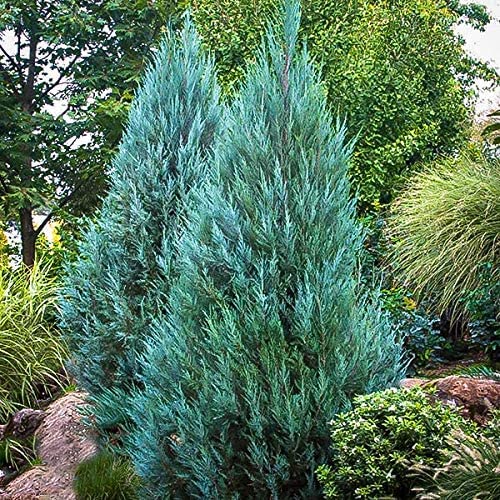 Blue Point Juniper | 1 Large 3 Gallon Tree | Juniperus Chinensis | Evergreen Screening Plants #TOP1