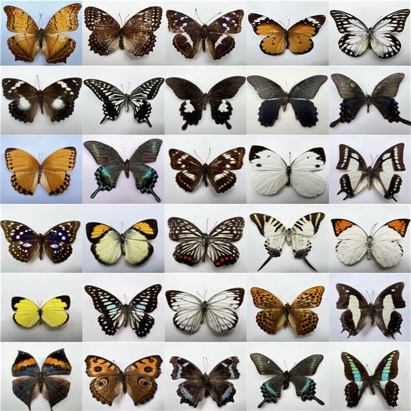 CLLOEAT Natural Butterflies for Collection, Assorted Dry-Preserved Tropical Butterflies, Real Specimens Entomology, Butterfly Natural, Decorations, Butterflies Wall Décor (30)
