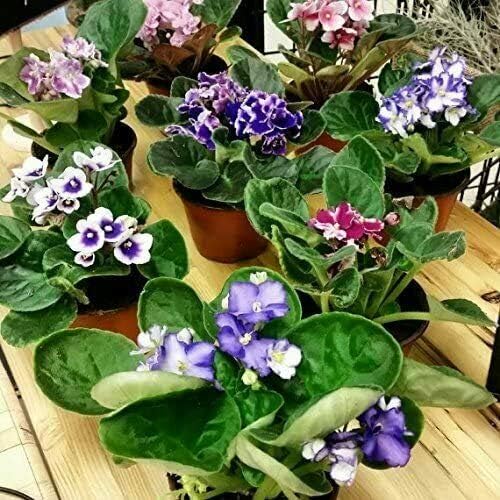 Two African Violet Plants Assorted Colors in Bloom 4