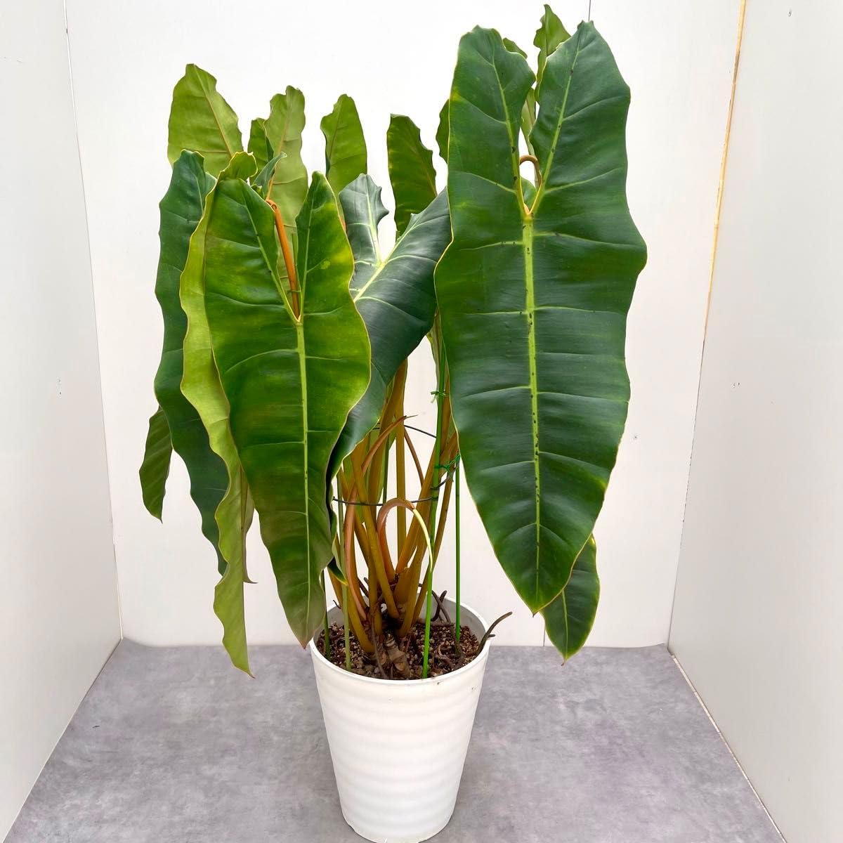 超希少フィロデンドロン ビレッティア 斑入りA39