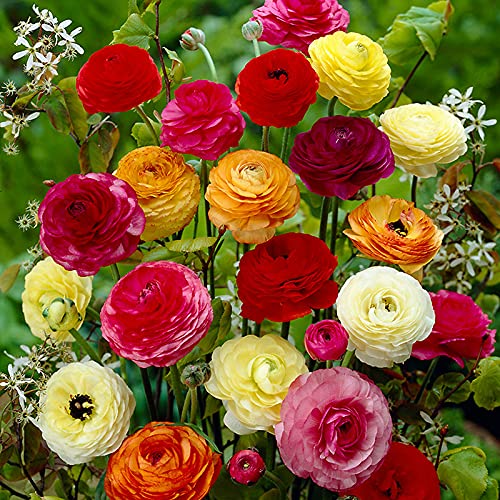 Ranunculus | Flower Bulb | Attractive Flower | for Home Garden | Pack of 6 Bulbs | By Plantogallery® (B09J88626F) Amazon Price History, Amazon Price Tracker