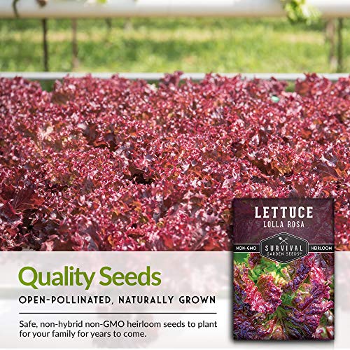 1 Pack Lolla Rosa Lettuce Seed for Planting - Packet with Instructions to Grow Red & Green Leaved Lettuce in Your Home Vegetable Garden - Non-GMO Heirloom Variety - Survival Garden Seeds