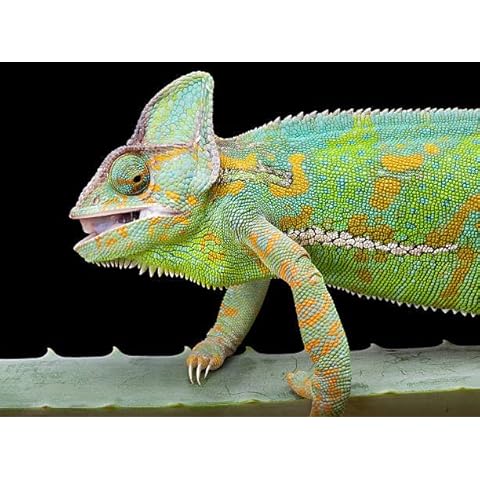 PYMETER Hydroponic Seedling Heat Mat with Thermostat and Timer 10"x20.75" for Seedling Germination and Plant Growth Cover