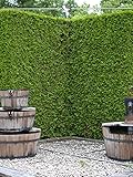 Thuja Brabant 180-200 cm. 8 Lebensbäume. Immergrün, Winterhart, Sichtschutz