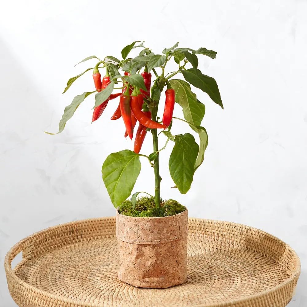 Live Green Chilli Plant - Home Garden & FREE SHIPPING -3