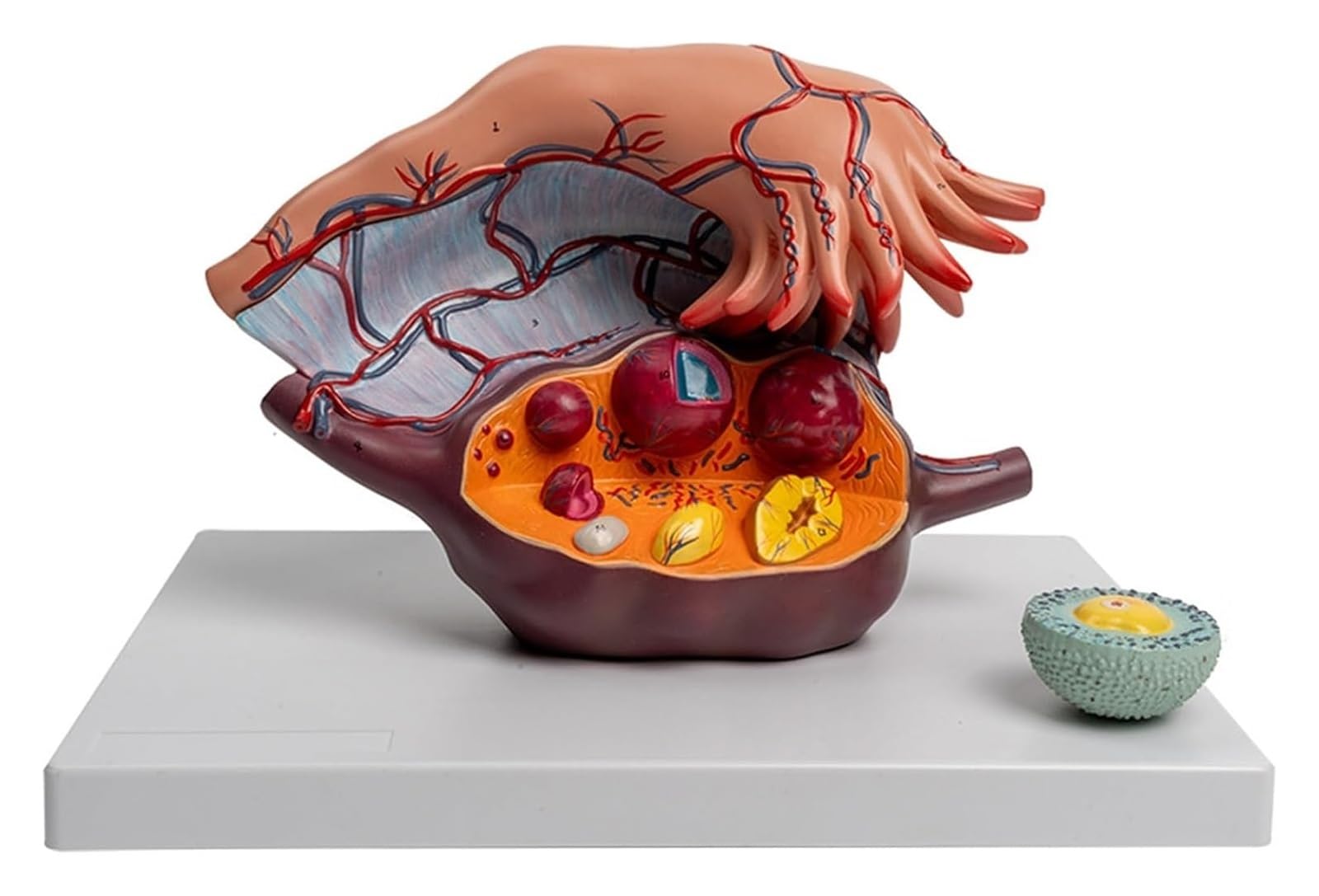 Powiększony model anatomii jajników, model anatomii macicy człowieka, model rozwoju pęcherzyków jajnikowych w 5-krotnym powiększeniu, model edukacyjny z 3 odłączanymi częściami, do celów