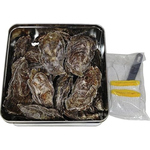 ~̑蕨Ε LỹJJĂ LƋgA kt1.6kgi12`20j REiCtE[tbgt