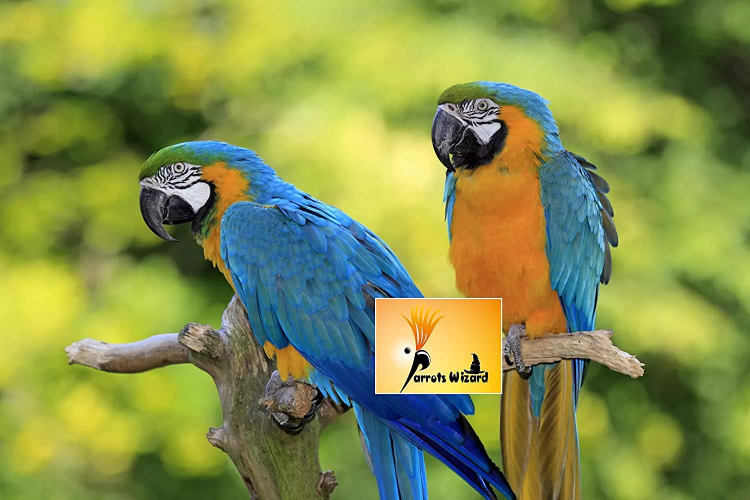 Parrots Wizard Large Sunflower Seeds for Big Parrot 450 Grams, All Life Stages, bird