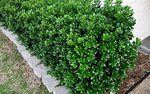 Miniatura 3 de Burfordi Holly  10 plantas vivas  Ilex Cornuta  Arbustos de hoja perenne de rápido crecimiento, plantas de cobertura de privacidad, follaje verde