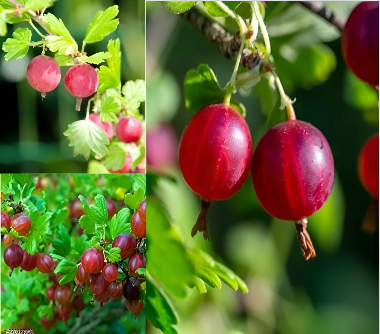 Oxiflora "Thai Red Amla "Grafted or clone hybrid - 1 Healthy Live Super Yielding Early Fruting Thai Red Amla Fruit Plant 1-1.5 Ft Height in Nursery Grow Bag for Home Garden (B0C55H2Y8W) Amazon Price History, Amazon Price Tracker