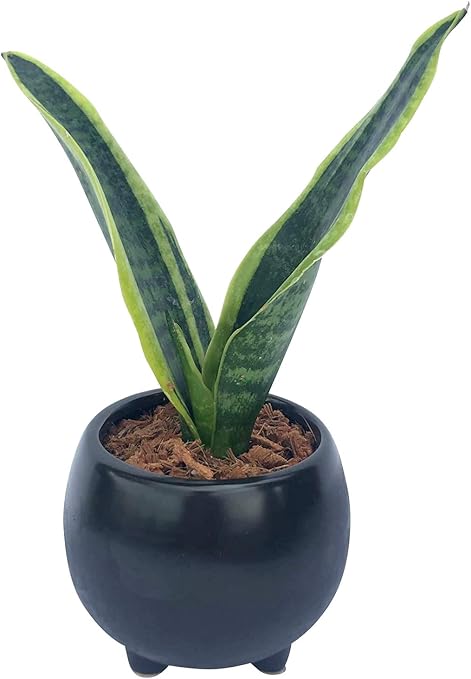 Amazon 花のギフト社 サンスベリア 虎の尾 サンスベリア鉢植え ミニ観葉植物 サンスベリアミニ プレゼント 花のギフト社 観葉植物 Amazon 花のギフト社 サンスベリア 虎の尾 サンスベリア鉢植え ミニ観葉植物 サンスベリアミニ プレゼント 花のギフト社 観葉植物