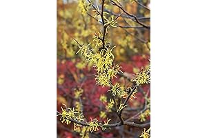 Beautiful Witch Hazel Tree for a Thriving Garden