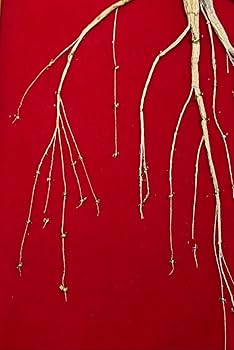 高級 高麗人参 東北山参 朝鮮人参 希少 鑑定書 木箱付 お土産 豪華 素敵 高級 高麗人参 東北山参 朝鮮人参 希少 鑑定書 木箱付 お土産