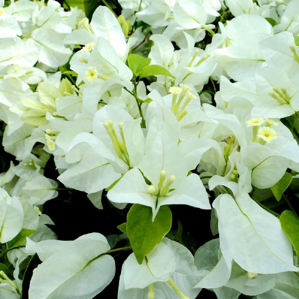 IXORA White Colour Bougainvillea Kagoj Ful Shrubs Flower Live Plants & Tree(1-2 Feet Size) (B0BNLKF6VC) Amazon Price History, Amazon Price Tracker