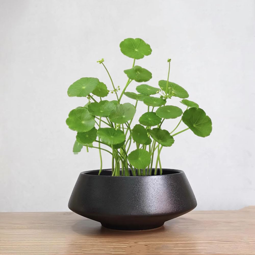 Amazon.co.jp: 花器 水盤生け花花器陶器生け花用花き花瓶 Fukuka1個