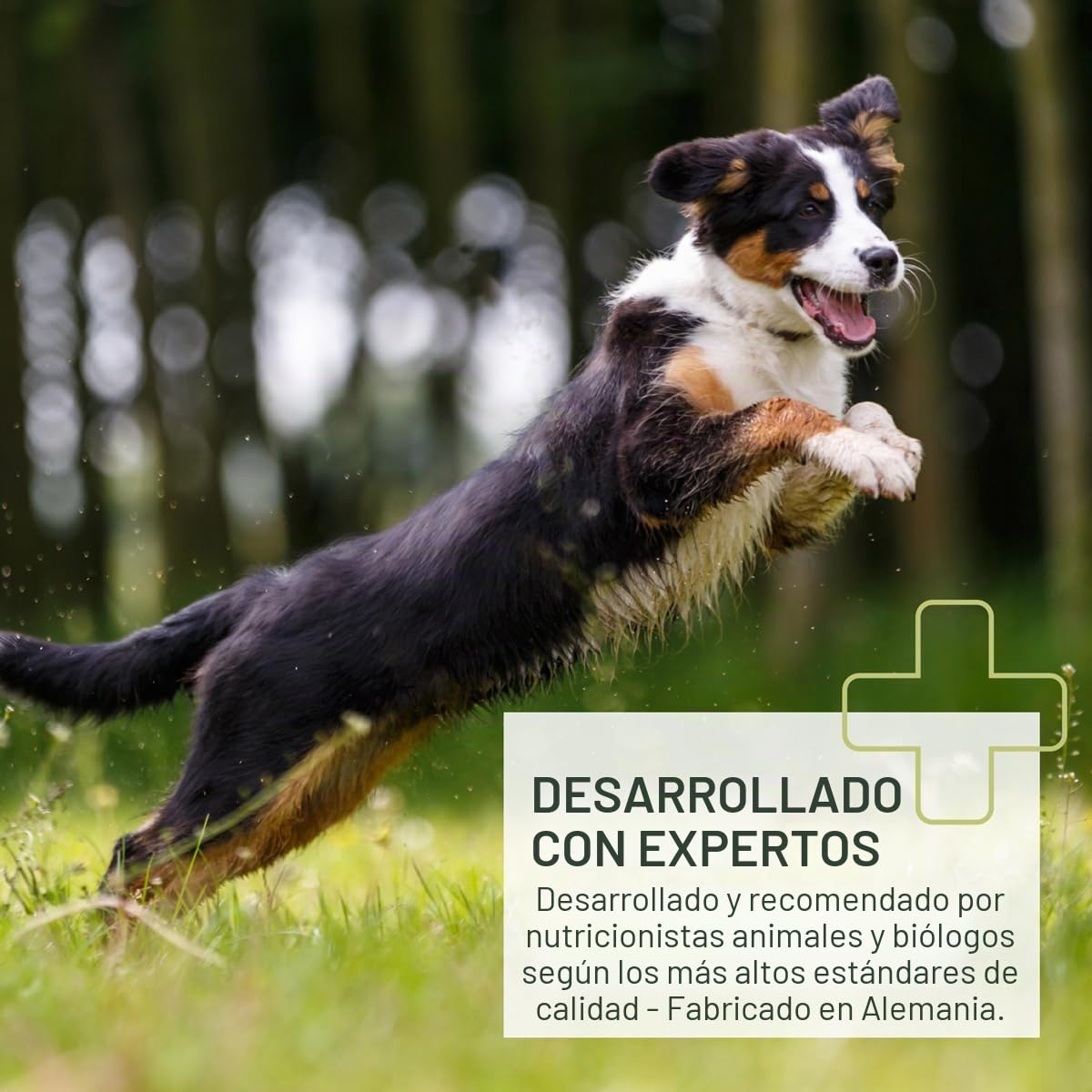ReaVET Spray de ácaros de hierba para perros 500 ml – Protección, defensa y cuidado de los ácaros de la hierba, spray antiácaros, protección inmediata contra ácaros de hierba y parásitos, calma la