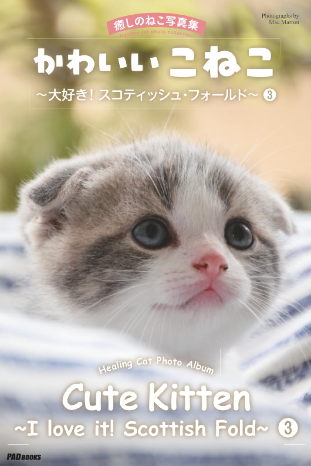 Album photo chaton rigolo le cadeau idéal pour passionné de Scottish Fold