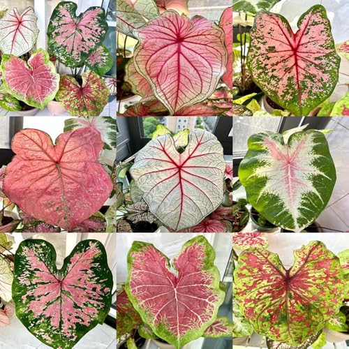 semillas de alocasia - interior, sombra resistentes césped ornamental balcón jardín prado 400pcs