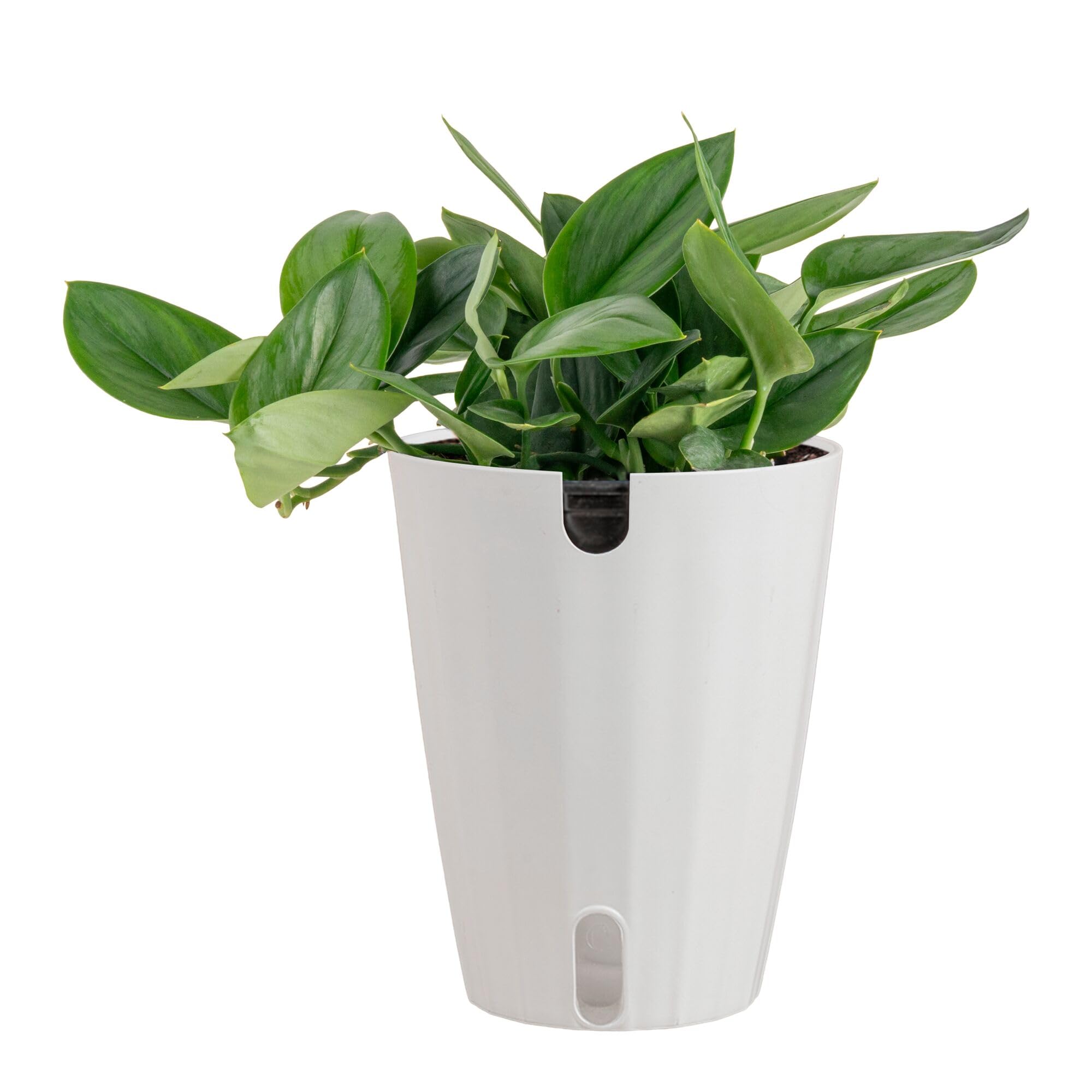 Costa Farms Sterling Silver Scindapsus