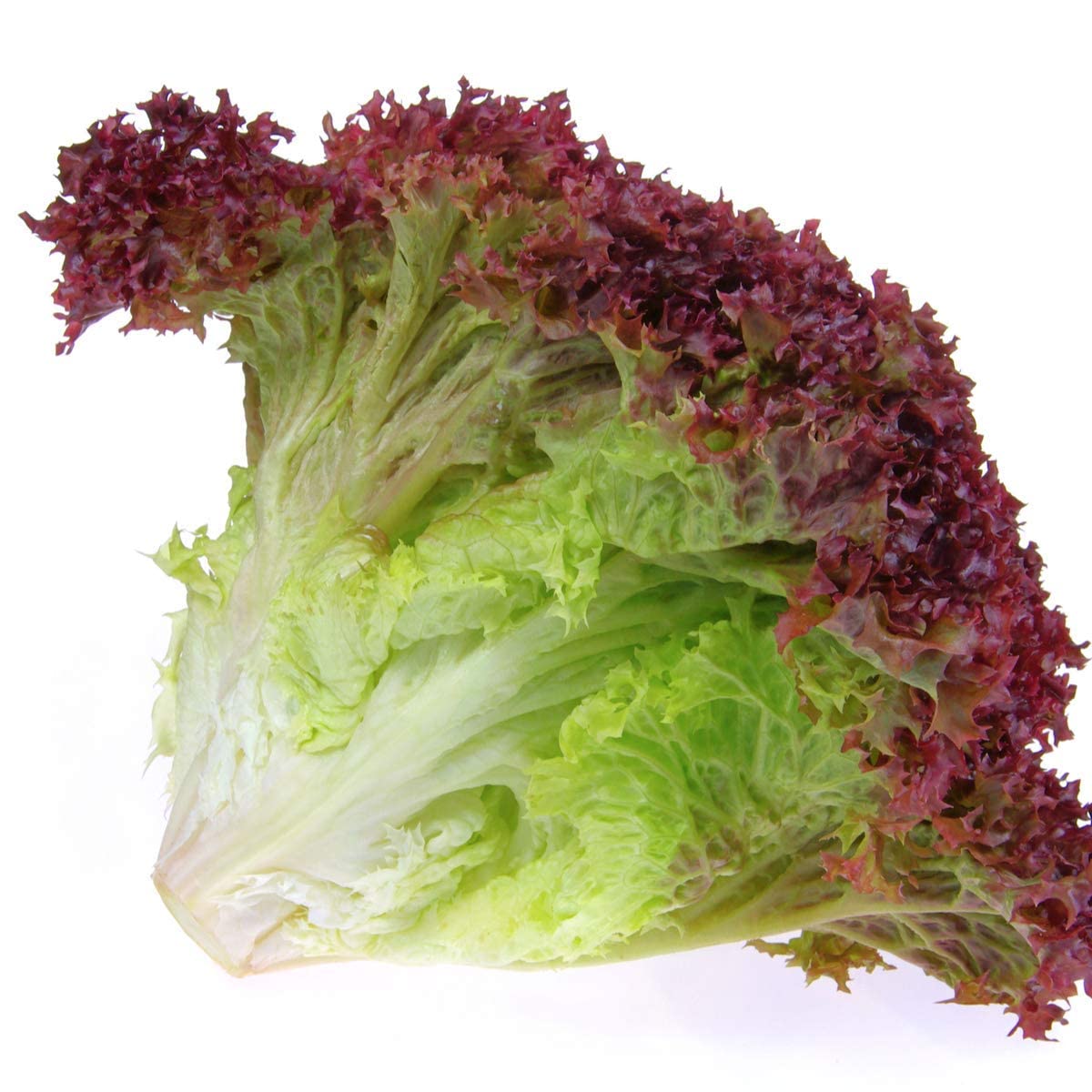 Lettuce Plants, 'Lollo Rosso', 8 x Plug Plants, Vegetable Plants, Lettuces, Salad, Garden Ready and Ready to Plant, Premium Quality Plants