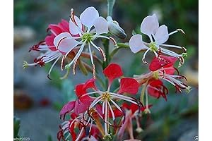 Scarlet Gaura: Fiery blooms for your garden