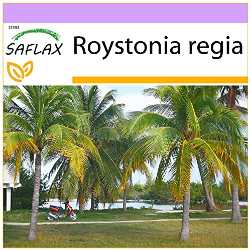 SAFLAX - Palmera real cubana - 8 semillas - Roystonia regia