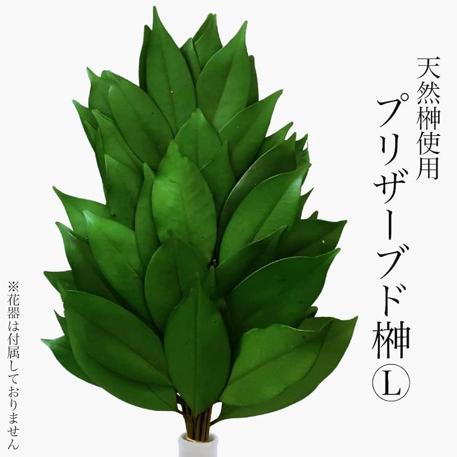 プリザーブドフラワー榊Ｌ(大) 1本 天然榊使用 神具 お供え 神棚 水やり不要 枯れない