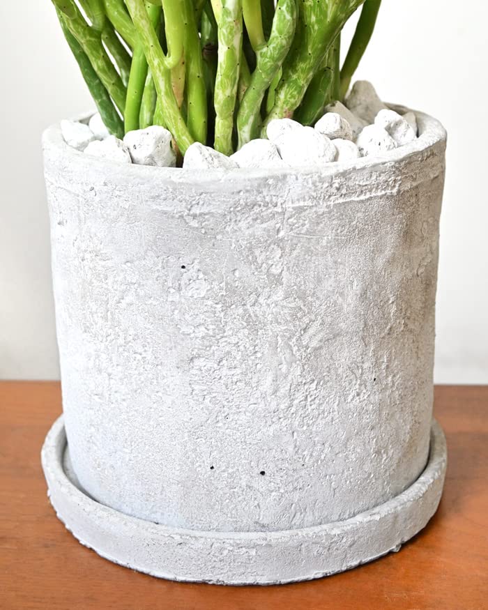 Amazon｜観葉植物 本物 現品 ユーフォルビア・オンコクラータ・ミルク