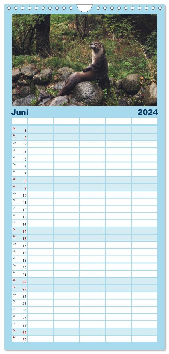 Familienplaner 2024 - Otter. Frech, laut und clever mit 5 Spalten (Wandkalender, 21 cm x 45 cm) CALVENDO: Putzige Räuber und echte Rabauken im und am Wasser (CALVENDO Tiere)
