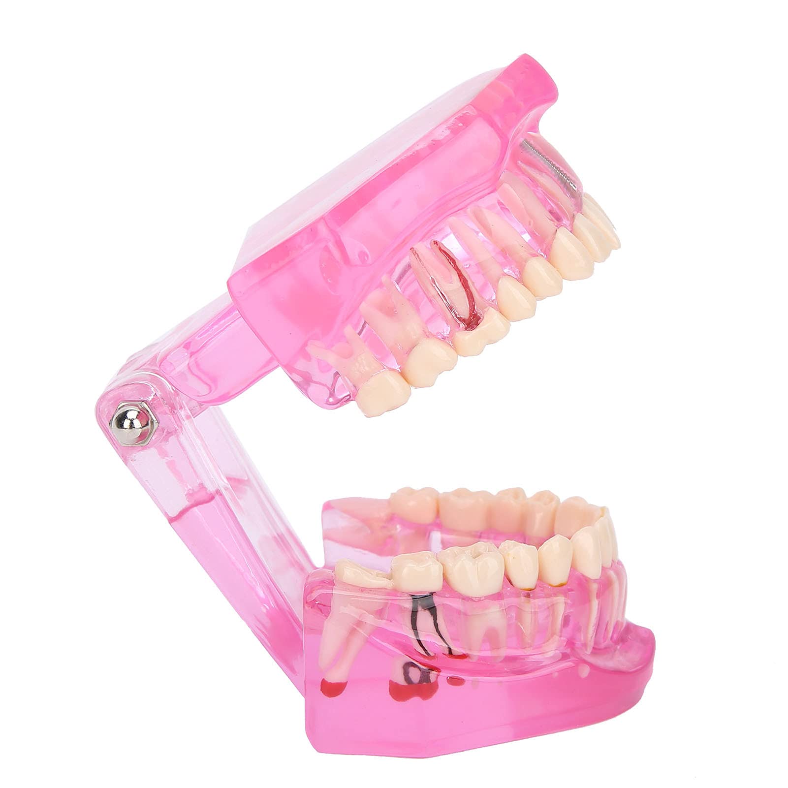 Modello di Denti, Modelli Dentali Per Adulti Trasparenti, Riparazione Studio degli Strumenti in Modalità Denti Dentali, Denti Finti Compatibili Per Insegnamento, Ricerca E Laboratori Odontoiatrici
