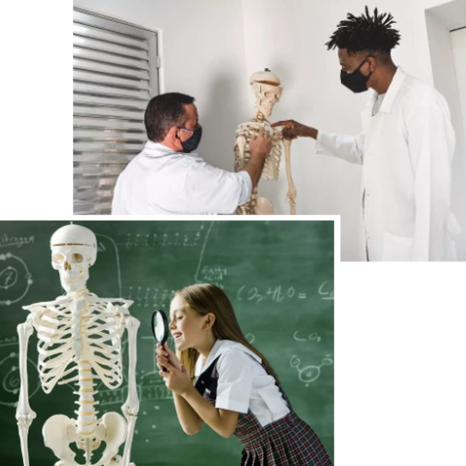 ZDM Menschliches Skelett Modell Klein 85cm, Abnehmbar Skelett Anatomisches Menschliches Modell Lernmodell Oder Lehrmittel für Schule und Krankenhaus