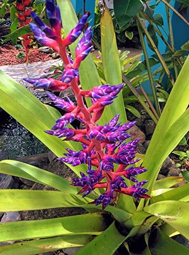 Live Bromeliad tropical plant exotic pineapple family