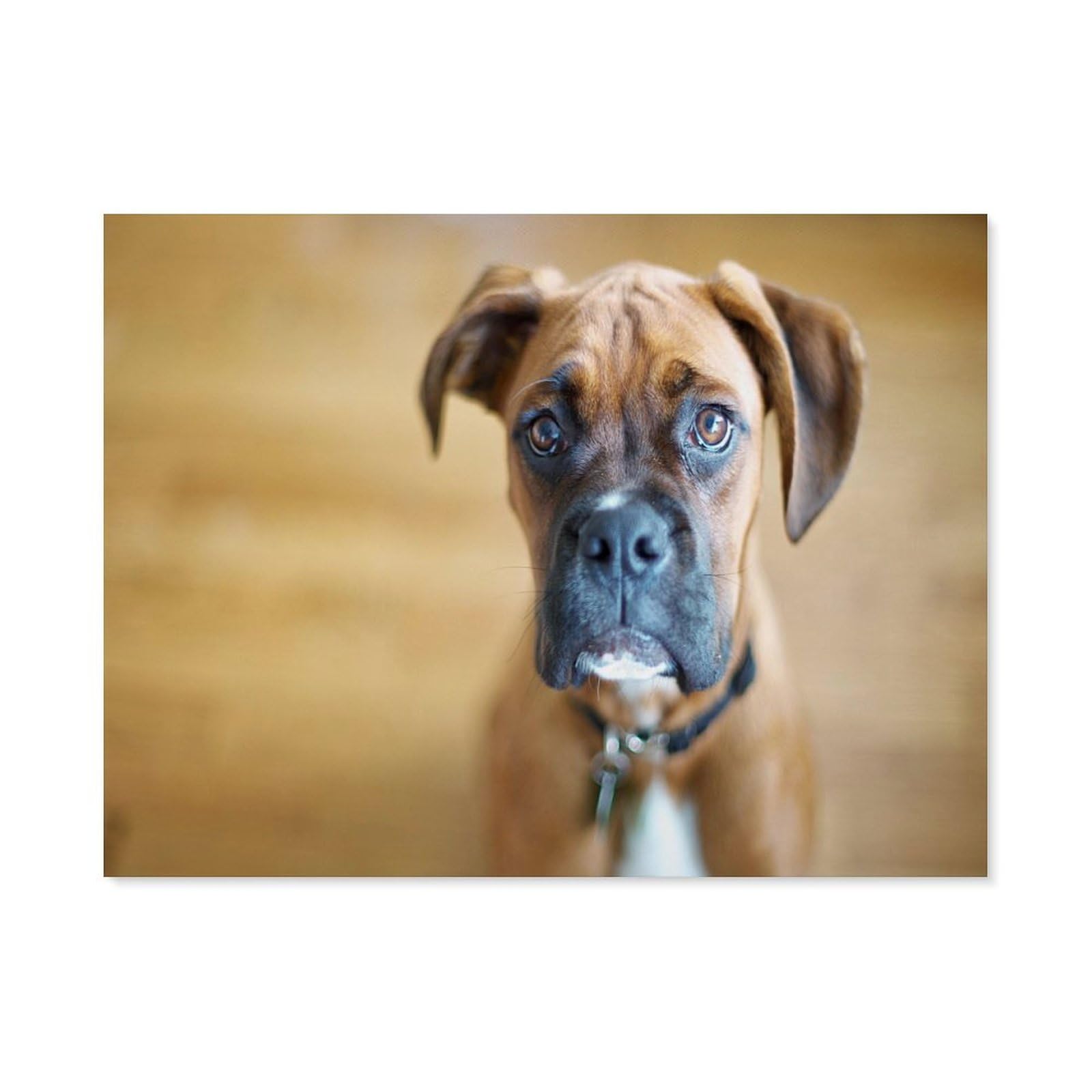 BEAYODKP Paint by Numbers，Sad Boxer Dog，DIY Paint by Numbers Kits for Adults Kids,Canvas Oil Painting with Brushes and Acrylic Pigment Paint by Numbers Arts Craft for Home Wall Decor(20x30cm)-H24